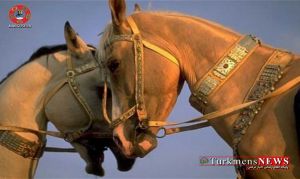 Horse Turkmens News
