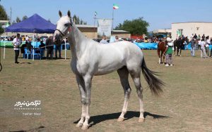 اسب صوفیان 23 300x188 - گزارش تصویری هفدهمین جشنواره ملی زیبایی اسب اصیل ترکمن در صوفیان شهرستان کلاله