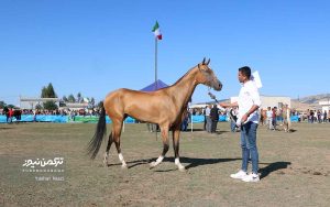 اسب صوفیان 27 300x188 - گزارش تصویری هفدهمین جشنواره ملی زیبایی اسب اصیل ترکمن در صوفیان شهرستان کلاله
