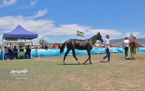 اسب صوفیان 4 300x188 - گزارش تصویری هفدهمین جشنواره ملی زیبایی اسب اصیل ترکمن در صوفیان شهرستان کلاله