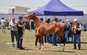 اسب صوفیان 5 300x188 - گزارش تصویری هفدهمین جشنواره ملی زیبایی اسب اصیل ترکمن در صوفیان شهرستان کلاله