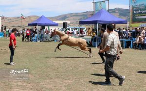 اسب صوفیان 7 300x188 - گزارش تصویری هفدهمین جشنواره ملی زیبایی اسب اصیل ترکمن در صوفیان شهرستان کلاله