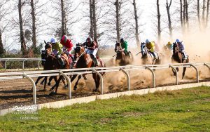 هفته شانزدهم مسابقات اسبدوانی گنبدکاووس با رقابت 70 اسب آغاز شد+تصاویر