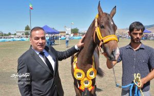 اسب صوفیان 17 300x188 - معرفی برترین‌های هفدهمین جشنواره زیبایی اسب اصیل ترکمن