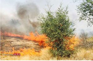 سوزی باغ زیتون 300x196 - مهار آتش سوزی ۲ هکتار باغ زیتون در گرگان