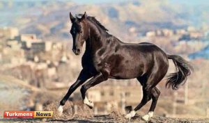 ترکمن 300x177 - ۵۰ جلد شناسنامه اسب اصیل ترکمن صادر شده است