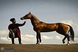 دلشاد رازوجرگلان 300x200 - اسبی که خوش شانسی می‌آورد...