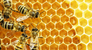 غذایی انسان و دستان زنبور عسل 300x163 - امنیت غذایی انسان و دستان زنبور عسل