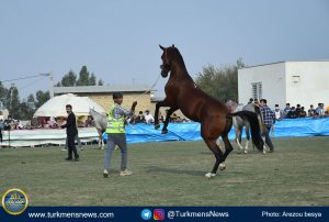 اسب اصیل ترکمن صوفیان عکاس آرزو بسیا 2 1 300x202 - برگزاری جشنواره اسب اصیل ترکمن در کلاله به تعویق افتاد