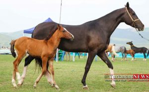 اسب اصیل ترکمن 6 1024x630.x52886 300x185 - بیش از 7 هزار راس اسب در گلستان وجود دارد/ 3 هزار و 200 راس اسب دارای شناسنامه ژنتیکی هستند