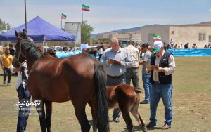 اسب صوفیان 1 300x188 - گزارش تصویری هفدهمین جشنواره ملی زیبایی اسب اصیل ترکمن در صوفیان شهرستان کلاله