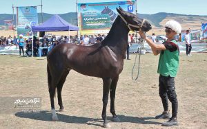 اسب صوفیان 19 300x188 - گزارش تصویری هفدهمین جشنواره ملی زیبایی اسب اصیل ترکمن در صوفیان شهرستان کلاله