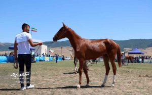 اسب صوفیان 3 300x188 - گزارش تصویری هفدهمین جشنواره ملی زیبایی اسب اصیل ترکمن در صوفیان شهرستان کلاله