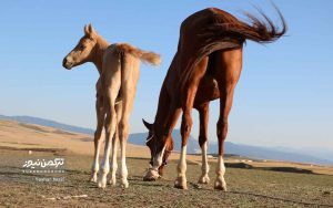 اسب صوفیان 30 300x188 - گزارش تصویری هفدهمین جشنواره ملی زیبایی اسب اصیل ترکمن در صوفیان شهرستان کلاله