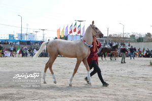 جشنواره زیبایی اسب انبارالوم 11 300x199 - اسب‌های برتر جشنواره زیبایی اسب انبارالوم معرفی شد+تصاویر