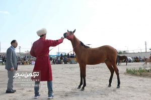 جشنواره زیبایی اسب انبارالوم 13 300x199 - اسب‌های برتر جشنواره زیبایی اسب انبارالوم معرفی شد+تصاویر