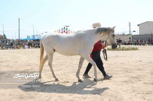 جشنواره زیبایی اسب انبارالوم 5 300x199 - اسب‌های برتر جشنواره زیبایی اسب انبارالوم معرفی شد+تصاویر