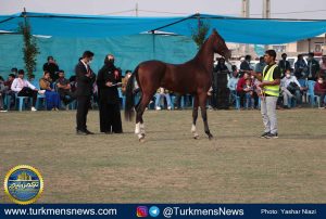 جشنواره زیبایی اسب ترکمن 300x202 - آیا اسب ترکمن به آن سوی مرز‌ها زین می‌شود؟