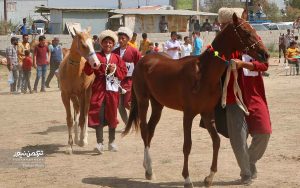 جشنواره زیبایی اسب انبار اولوم 18 300x188 - دومین جشنواره زیبایی اسب اصیل ترکمن در انباراولوم برگزار شد+تصاویر