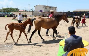جشنواره زیبایی اسب انبار اولوم 2 300x188 - دومین جشنواره زیبایی اسب اصیل ترکمن در انباراولوم برگزار شد+تصاویر