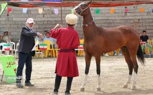 جشنواره زیبایی اسب انبار اولوم 23 300x188 - دومین جشنواره زیبایی اسب اصیل ترکمن در انباراولوم برگزار شد+تصاویر