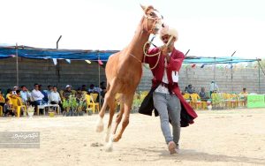 جشنواره زیبایی اسب انبار اولوم 25 300x188 - دومین جشنواره زیبایی اسب اصیل ترکمن در انباراولوم برگزار شد+تصاویر