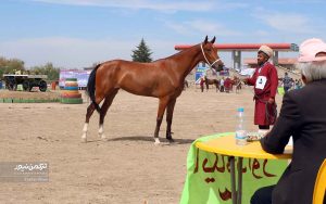 جشنواره زیبایی اسب انبار اولوم 27 300x188 - دومین جشنواره زیبایی اسب اصیل ترکمن در انباراولوم برگزار شد+تصاویر