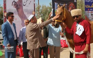 جشنواره زیبایی اسب انبار اولوم 29 300x188 - دومین جشنواره زیبایی اسب اصیل ترکمن در انباراولوم برگزار شد+تصاویر