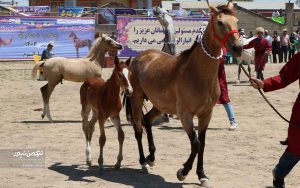 جشنواره زیبایی اسب انبار اولوم 3 300x188 - دومین جشنواره زیبایی اسب اصیل ترکمن در انباراولوم برگزار شد+تصاویر