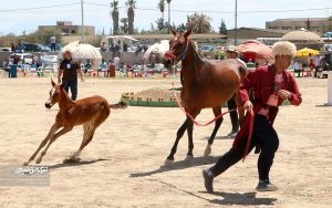 جشنواره زیبایی اسب انبار اولوم 4 300x188 - دومین جشنواره زیبایی اسب اصیل ترکمن در انباراولوم برگزار شد+تصاویر
