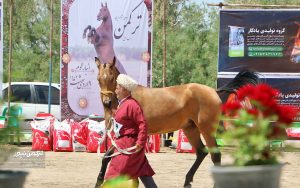 جشنواره زیبایی اسب انبار اولوم 7 300x188 - دومین جشنواره زیبایی اسب اصیل ترکمن در انباراولوم برگزار شد+تصاویر