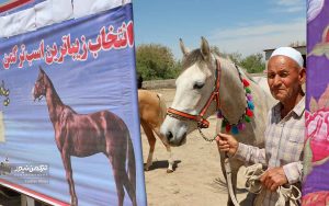 جشنواره زیبایی اسب انبار اولوم 9 300x188 - دومین جشنواره زیبایی اسب اصیل ترکمن در انباراولوم برگزار شد+تصاویر