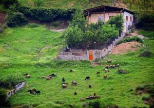 گلستان 300x212 - ظرفیت‌های روستاهای گلستان پیشران مطمئن برای توسعه پایدار