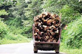 قاچاق چوب 1 - کیفرخواست «موریانه‌های جنگل هیرکانی» صادر شد