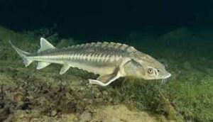 ماهی خاویاری خلیج گرگان 300x172 - مشاهده یک ماهی خاویاری امید به زنده ماندن خلیج گرگان را افزایش داد