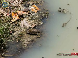 گرگانرود فاجعه زیست محیطی 6 300x225 - مرگ گرگانرود، تولد بزرگترین کانال فاضلاب شهر تاریخی جرجان+تصاویر