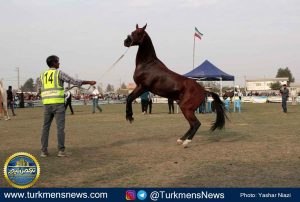 زیبایی اسب ترکمن 1 300x202 - آیا اسب ترکمن به آن سوی مرز‌ها زین می‌شود؟