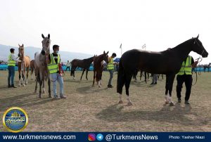 مسابقات زیبایی اسب ترکمن 2 300x202 - آیا اسب ترکمن به آن سوی مرز‌ها زین می‌شود؟