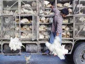 خرید پرندگان زنده برای پیشگیری از آنفلوانزای پرندگان در گلستان 300x224 - ممنوعیت خرید پرندگان زنده برای پیشگیری از آنفلوانزای پرندگان در گلستان
