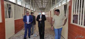 اسب چوگان ترکمن 300x139 - پروژه پرورش اسب چوگان در هفته دولت به بهره برداری می رسد