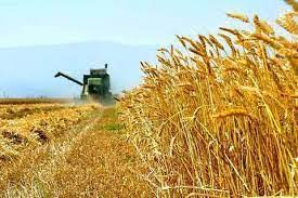 گندمکاران گلستان - اختصاص ۳ هزار میلیارد تومان برای پرداخت طلب گندمگاران گلستان