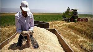 گندم 3 - نرخ جدید خرید تضمینی گندم موجب افزایش امید در کشاورزان شد