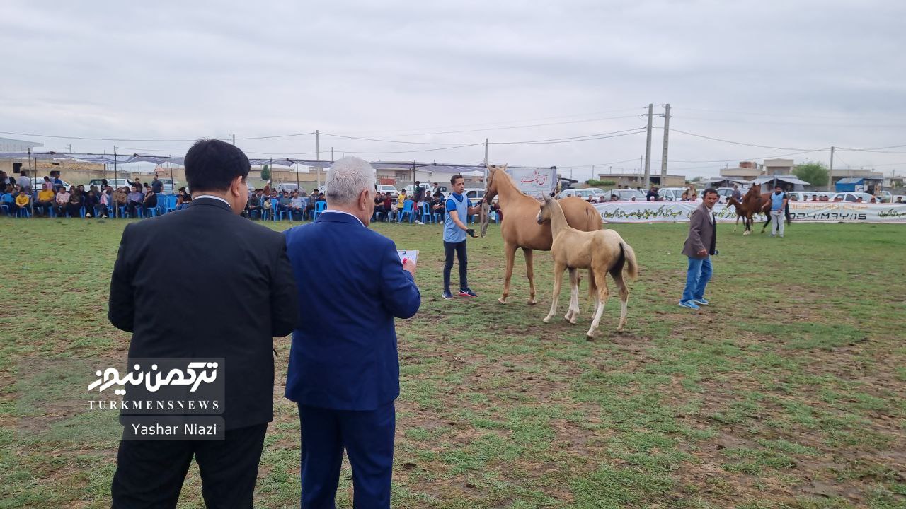 جشنواره زیبایی اسب ترکمن