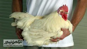 1 10 300x169 - گران‌ترین مرغ جهان در یکی از روستاهای فرانسه پرورش داده می‌شود