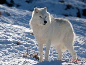 10 35 300x225 - حقایقی جالب درباره حیوانات شگفت انگیز قطب شمال