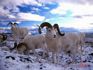 12 33 300x225 - حقایقی جالب درباره حیوانات شگفت انگیز قطب شمال