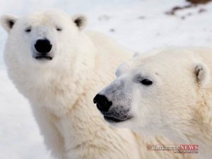 2 58 300x225 - حقایقی جالب درباره حیوانات شگفت انگیز قطب شمال