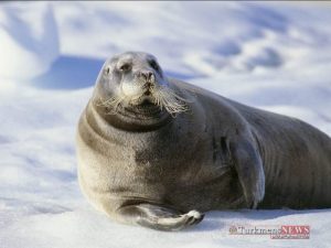 3 56 300x225 - حقایقی جالب درباره حیوانات شگفت انگیز قطب شمال