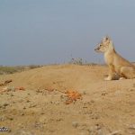 357080 911 150x150 - روباه ترکمنی، مینیاتوری در خطر انقراض