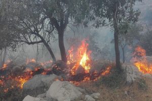 3593629 179 300x200 - شعله‌ور بودن آتش در ضلع غربی جنگل توسکستان